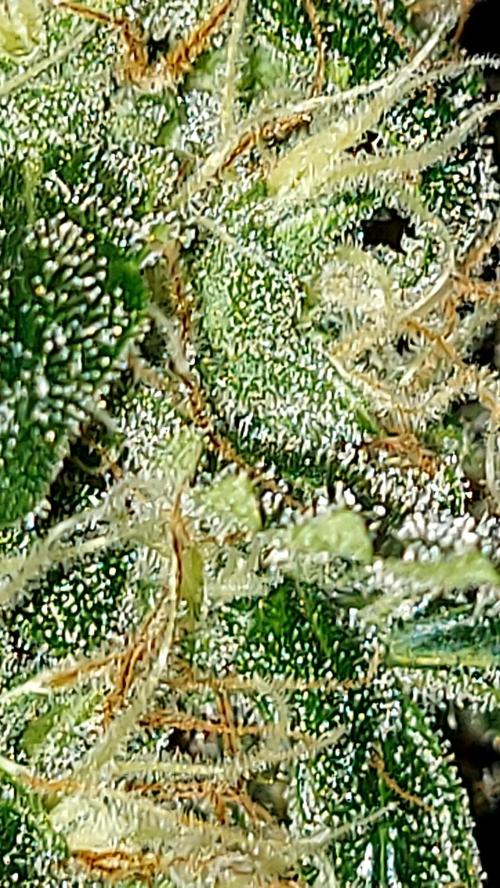 BEE HAPPY MAC 1 AUTOFLORAISON AUTOPOT. Week 10