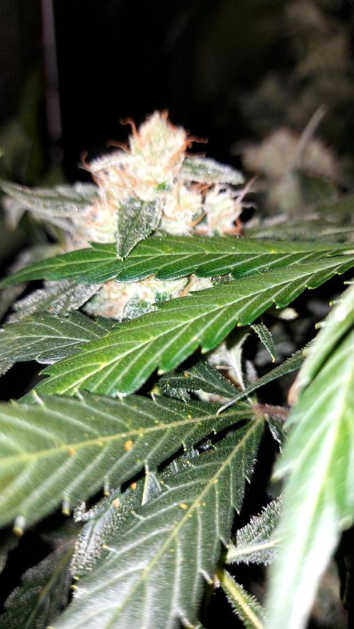 BEE HAPPY MAC 1 AUTOFLORAISON AUTOPOT. Week 10