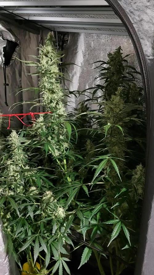 SPIRIT MAC 1 ( 2 ème plante )
