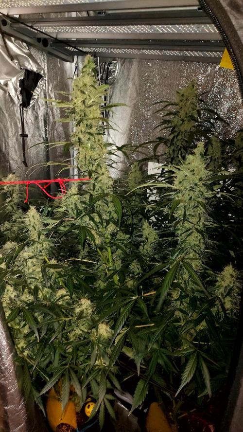 SPIRIT MAC 1 ( 2 ème plante ). Week 10