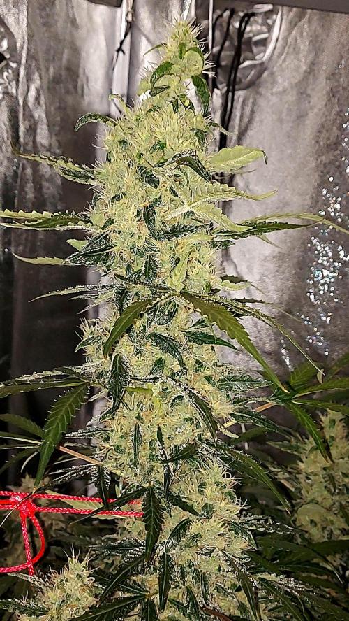 SPIRIT MAC 1 ( 2 ème plante ). Week 10