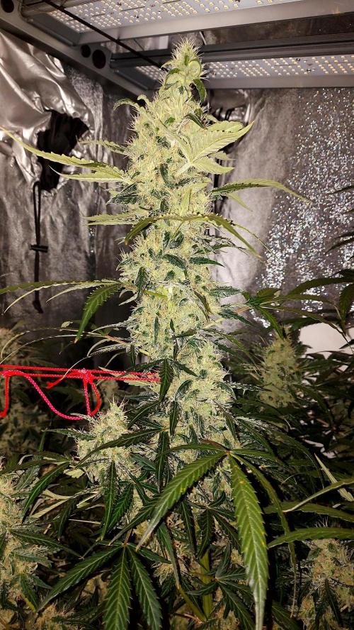 SPIRIT MAC 1 ( 2 ème plante ). Week 10
