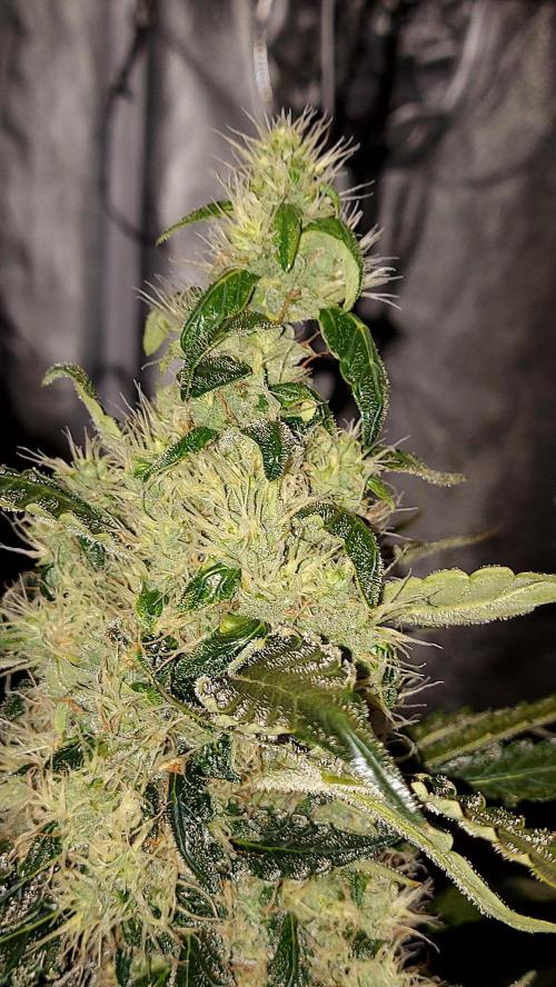 SPIRIT MAC 1 ( 2 ème plante ). Week 10