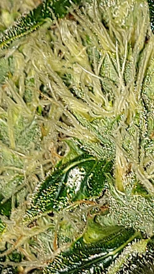 SPIRIT MAC 1 ( 2 ème plante ). Week 10