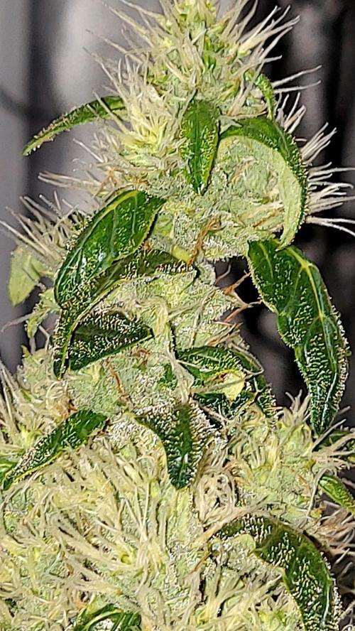 SPIRIT MAC 1 ( 2 ème plante ). Week 10