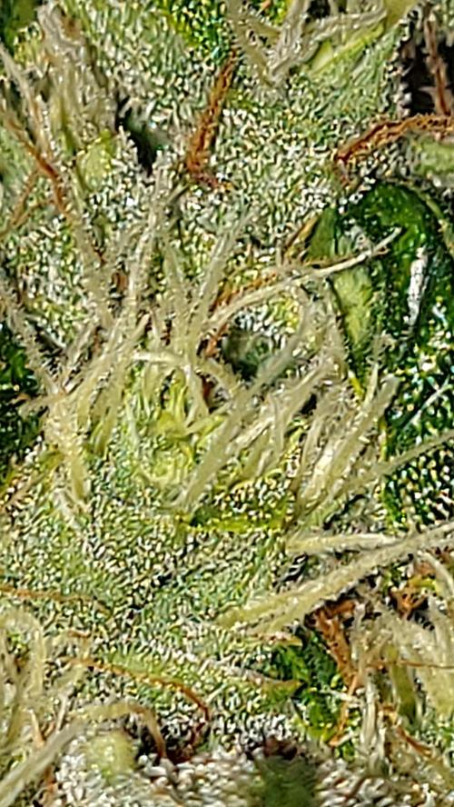 SPIRIT MAC 1 ( 2 ème plante ). Week 10