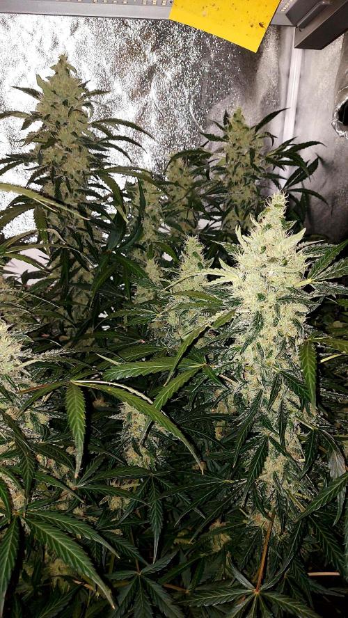 SPIRIT MAC 1 ( 2 ème plante ). Week 10