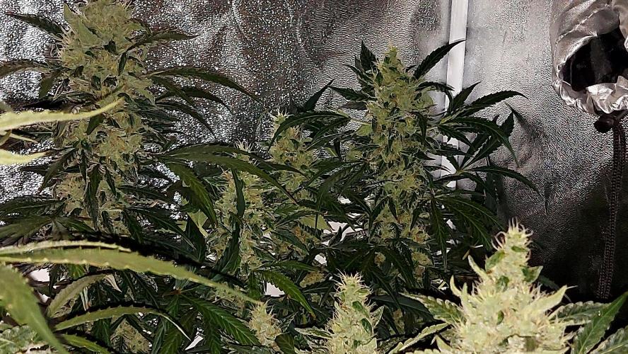 SPIRIT MAC 1 ( 2 ème plante ). Week 10