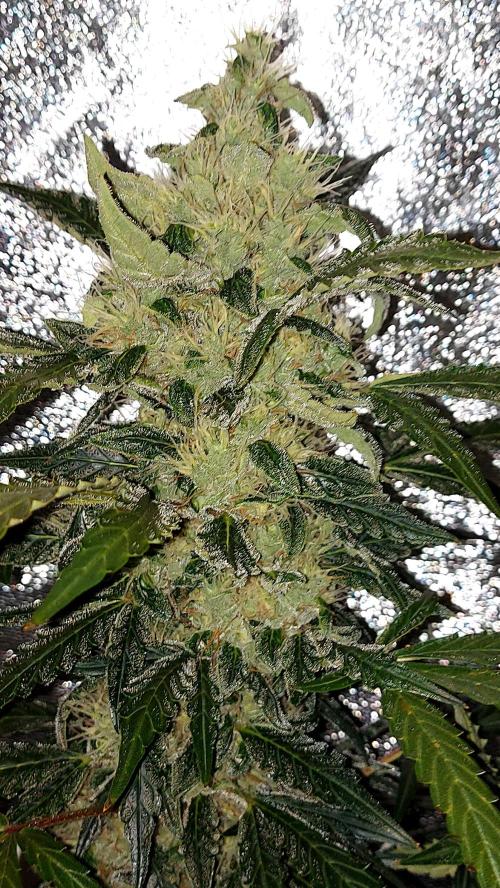 SPIRIT MAC 1 ( 2 ème plante ). Week 10