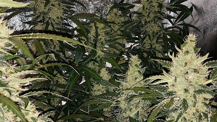 SPIRIT MAC 1 ( 2 ème plante ). Week 10