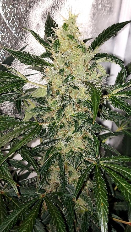 SPIRIT MAC 1 ( 2 ème plante ). Week 10