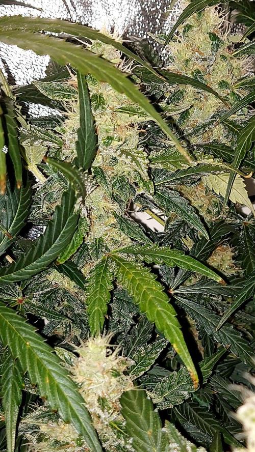 SPIRIT MAC 1 ( 2 ème plante ). Week 10