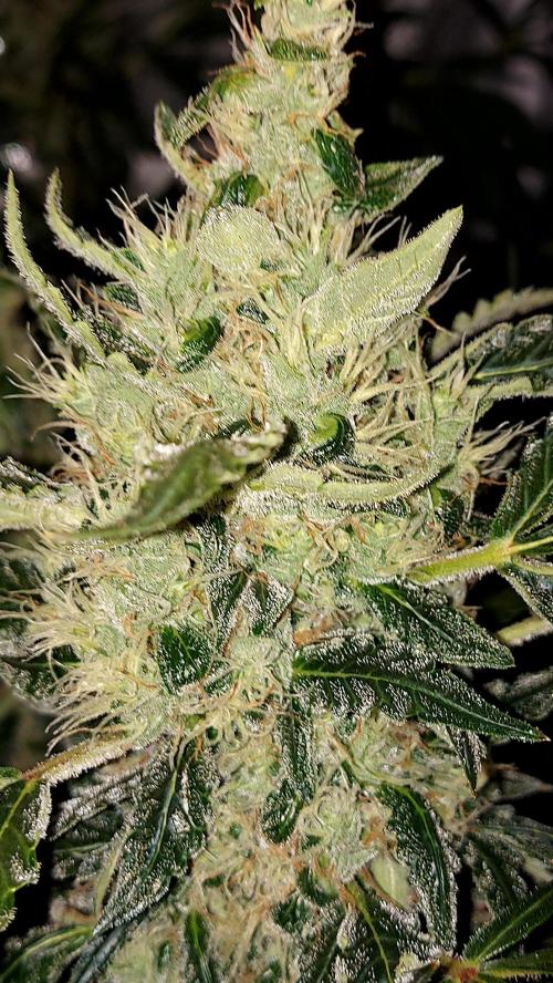 SPIRIT MAC 1 ( 2 ème plante ). Week 10