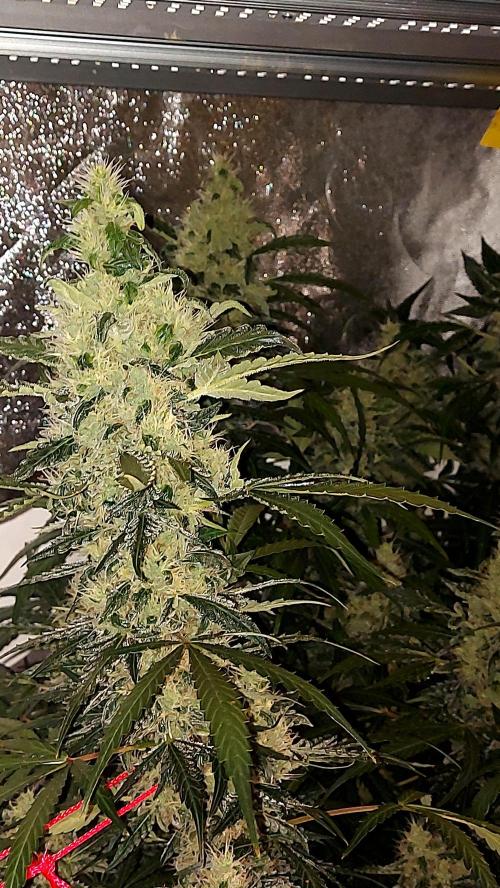 SPIRIT MAC 1 ( 2 ème plante ). Week 10