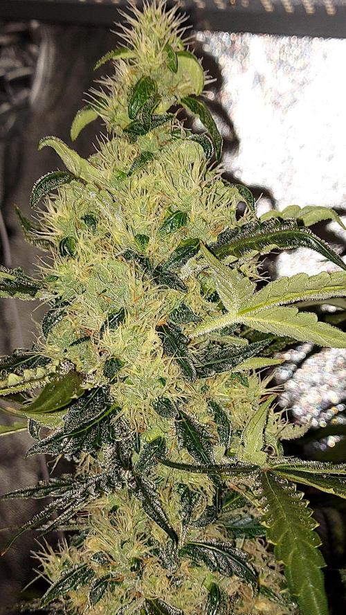 SPIRIT MAC 1 ( 2 ème plante ). Week 10