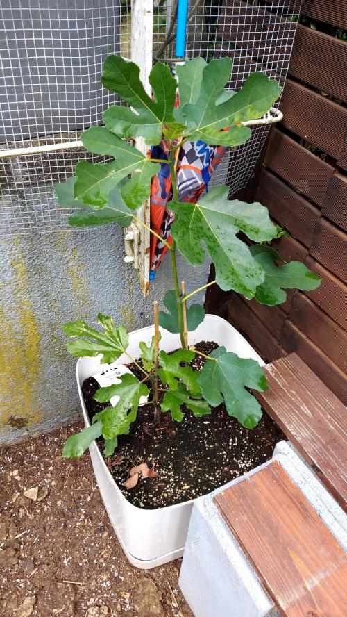 plante figue biotabs outdor. Week 3