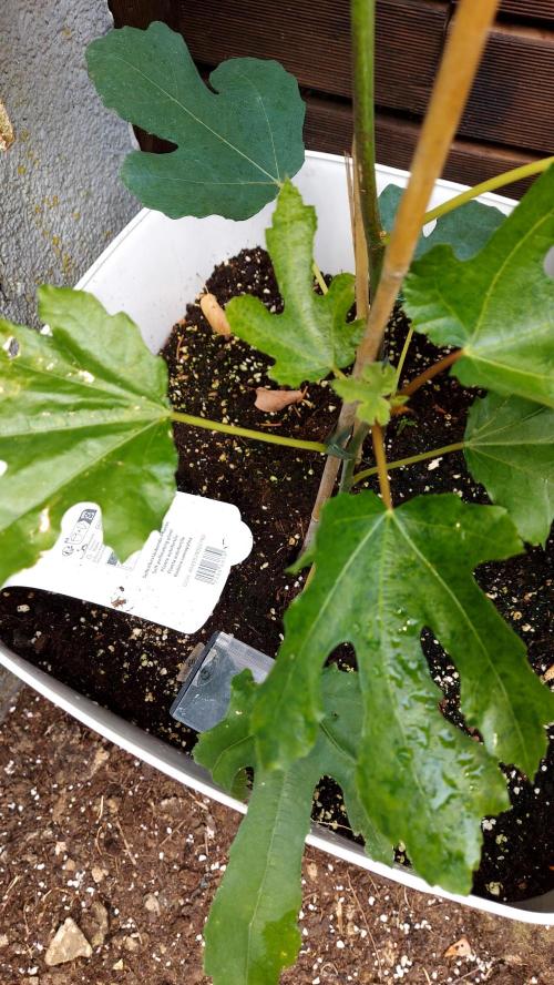 plante figue biotabs outdor. Week 3