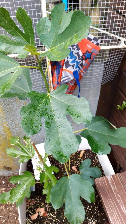 plante figue biotabs outdor. Week 3