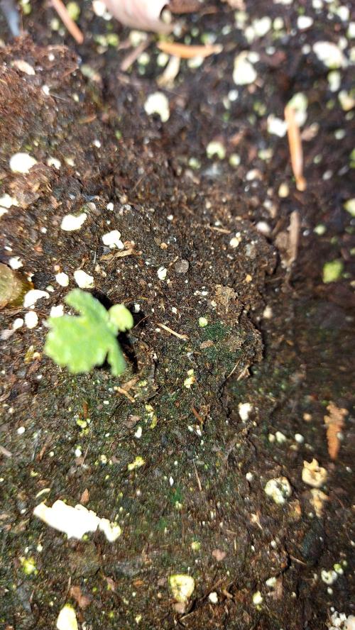 plante figue biotabs outdor. Week 3