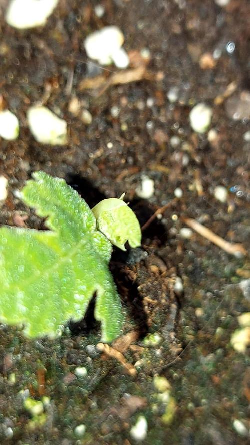 plante figue biotabs outdor. Week 3