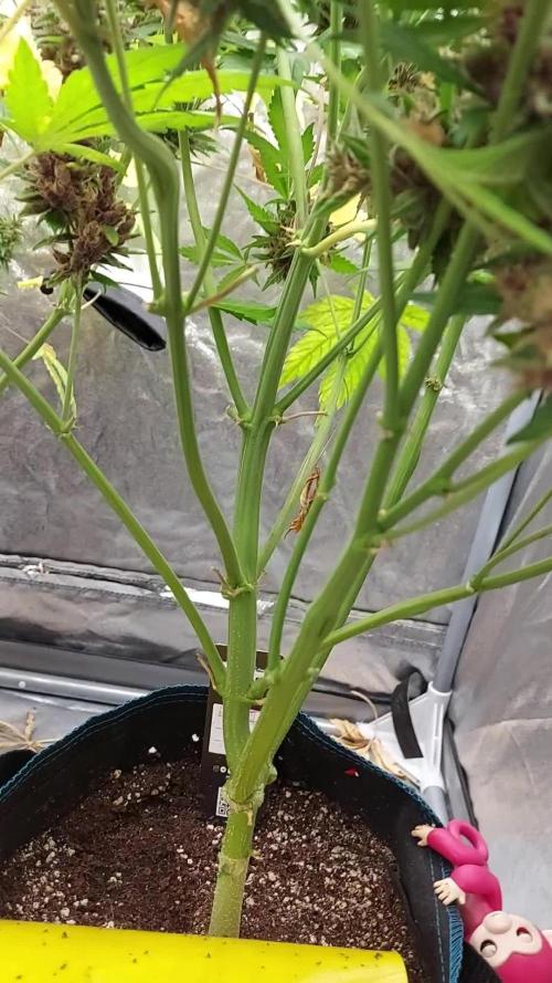 BABOUCH frostbanger ( essais Autopots, )