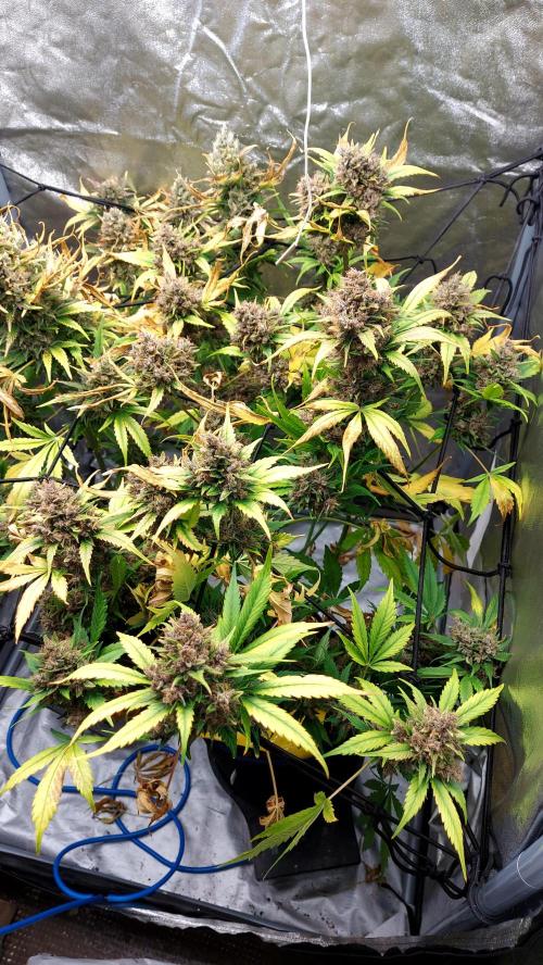 BABOUCH frostbanger ( essais Autopots, ). Week 11