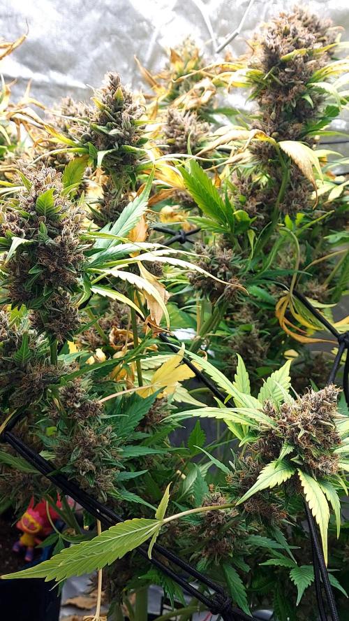 BABOUCH frostbanger ( essais Autopots, ). Week 11
