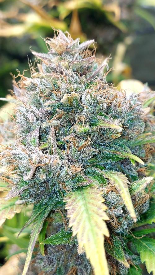 BABOUCH frostbanger ( essais Autopots, ). Week 11