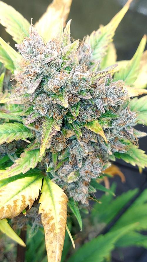 BABOUCH frostbanger ( essais Autopots, ). Week 11