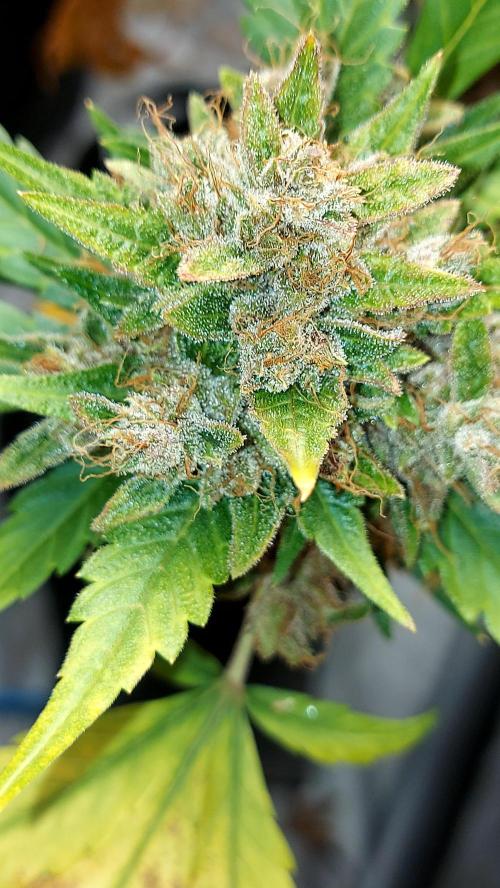 BABOUCH frostbanger ( essais Autopots, ). Week 11