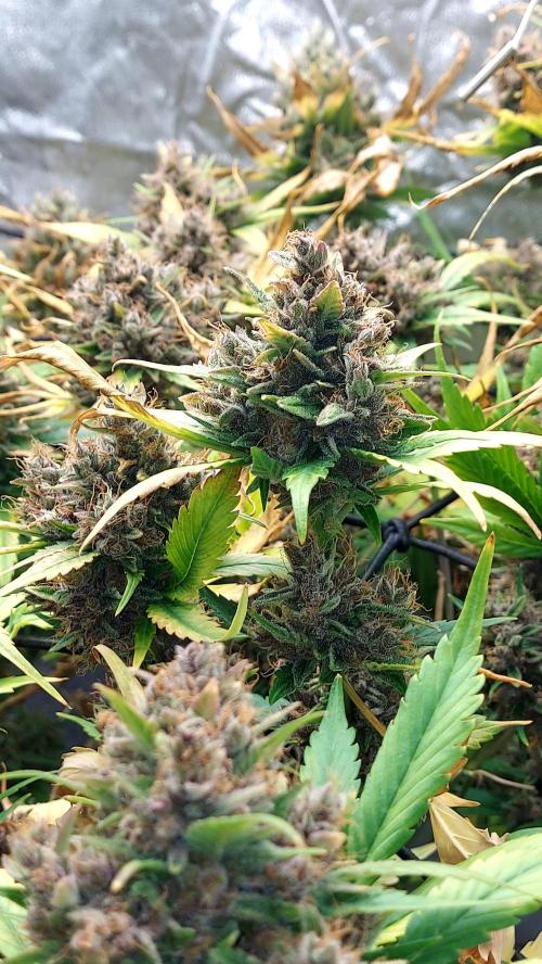 BABOUCH frostbanger ( essais Autopots, ). Week 11