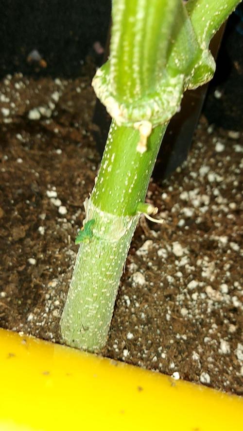 BABOUCH frostbanger ( essais Autopots, ). Week 11