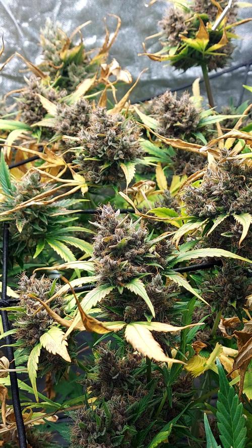 BABOUCH frostbanger ( essais Autopots, ). Week 11