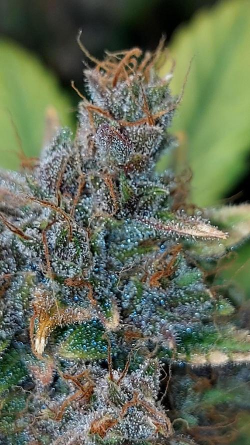 BABOUCH frostbanger ( essais Autopots, ). Week 11