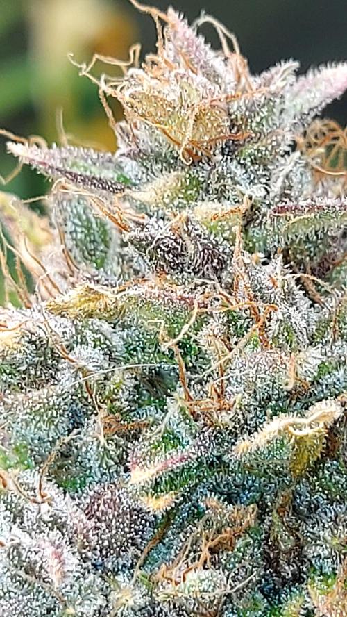 BABOUCH frostbanger ( essais Autopots, ). Week 11