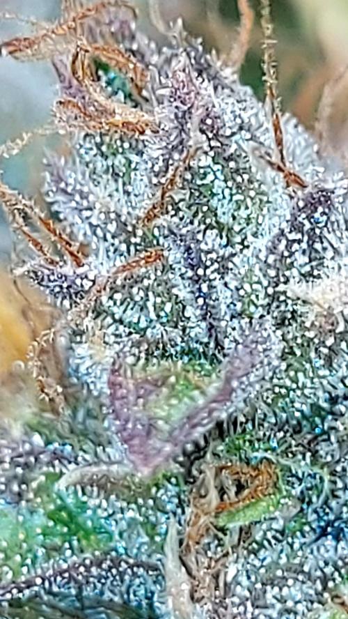 BABOUCH frostbanger ( essais Autopots, ). Week 11