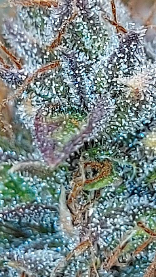 BABOUCH frostbanger ( essais Autopots, ). Week 11