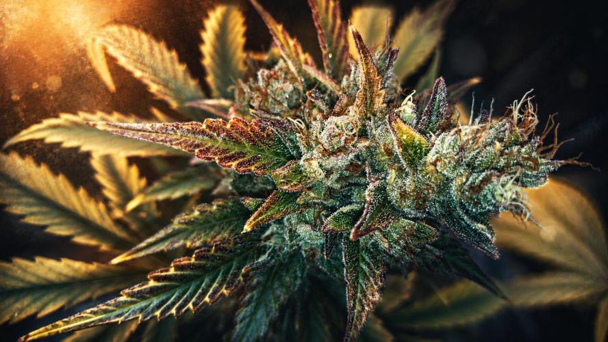 DORA frostbanger auto expérience. Week 11