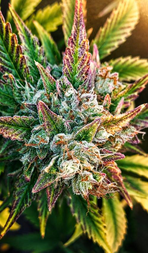 DORA frostbanger auto expérience. Week 11