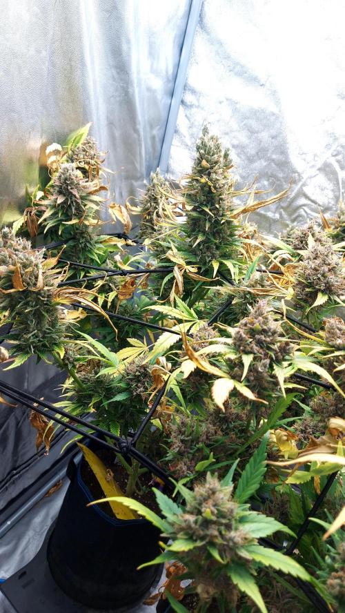 DORA frostbanger auto expérience. Week 11