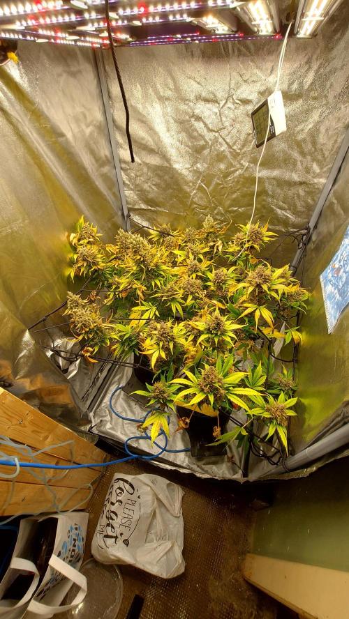 DORA frostbanger auto expérience. Week 11
