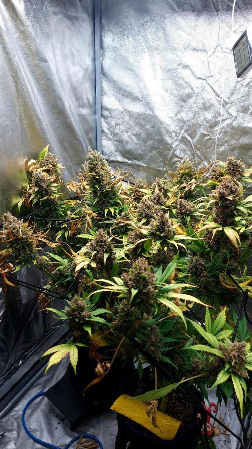 DORA frostbanger auto expérience. Week 11