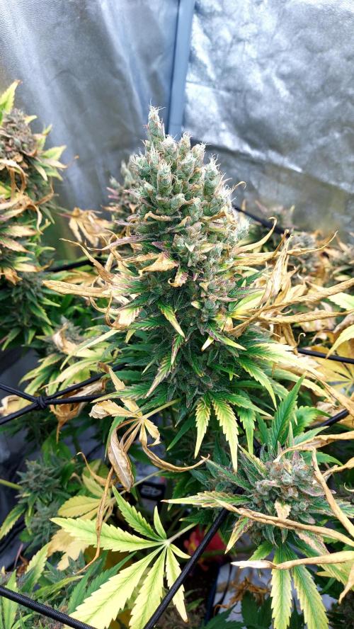 DORA frostbanger auto expérience. Week 11