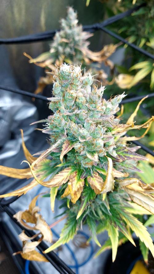 DORA frostbanger auto expérience. Week 11