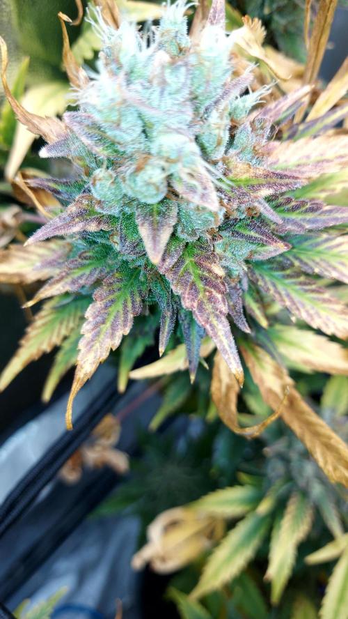 DORA frostbanger auto expérience. Week 11