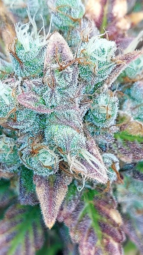 DORA frostbanger auto expérience. Week 11