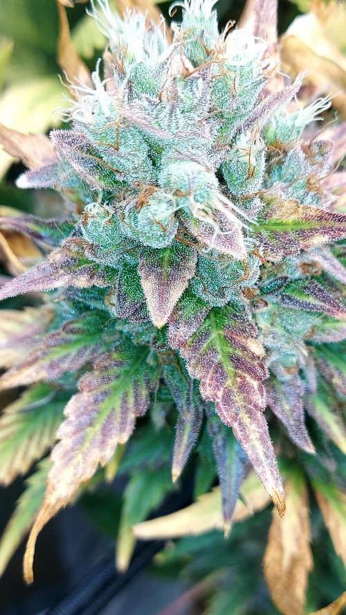 DORA frostbanger auto expérience. Week 11