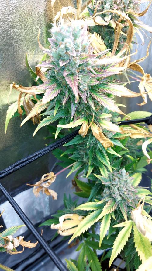 DORA frostbanger auto expérience. Week 11