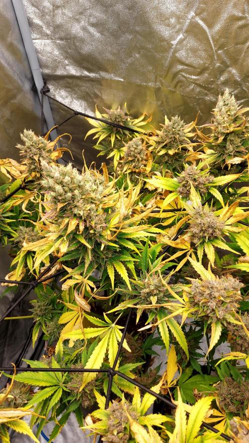 DORA frostbanger auto expérience. Week 11