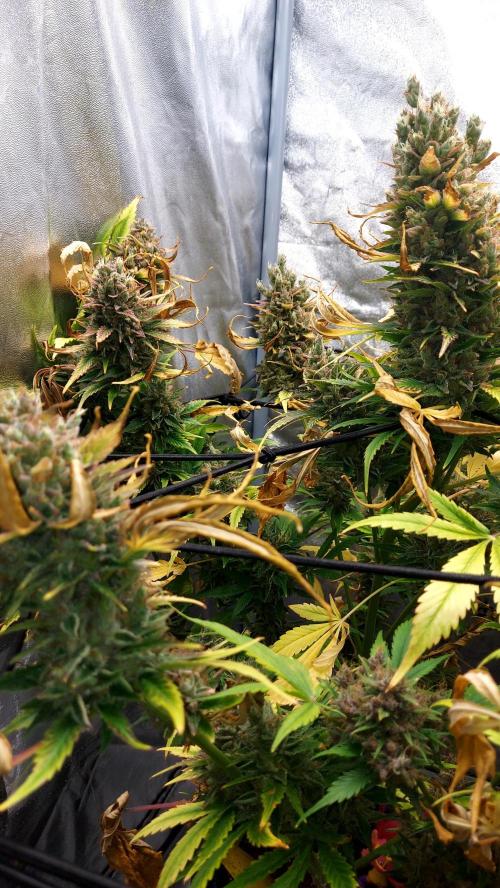 DORA frostbanger auto expérience. Week 11